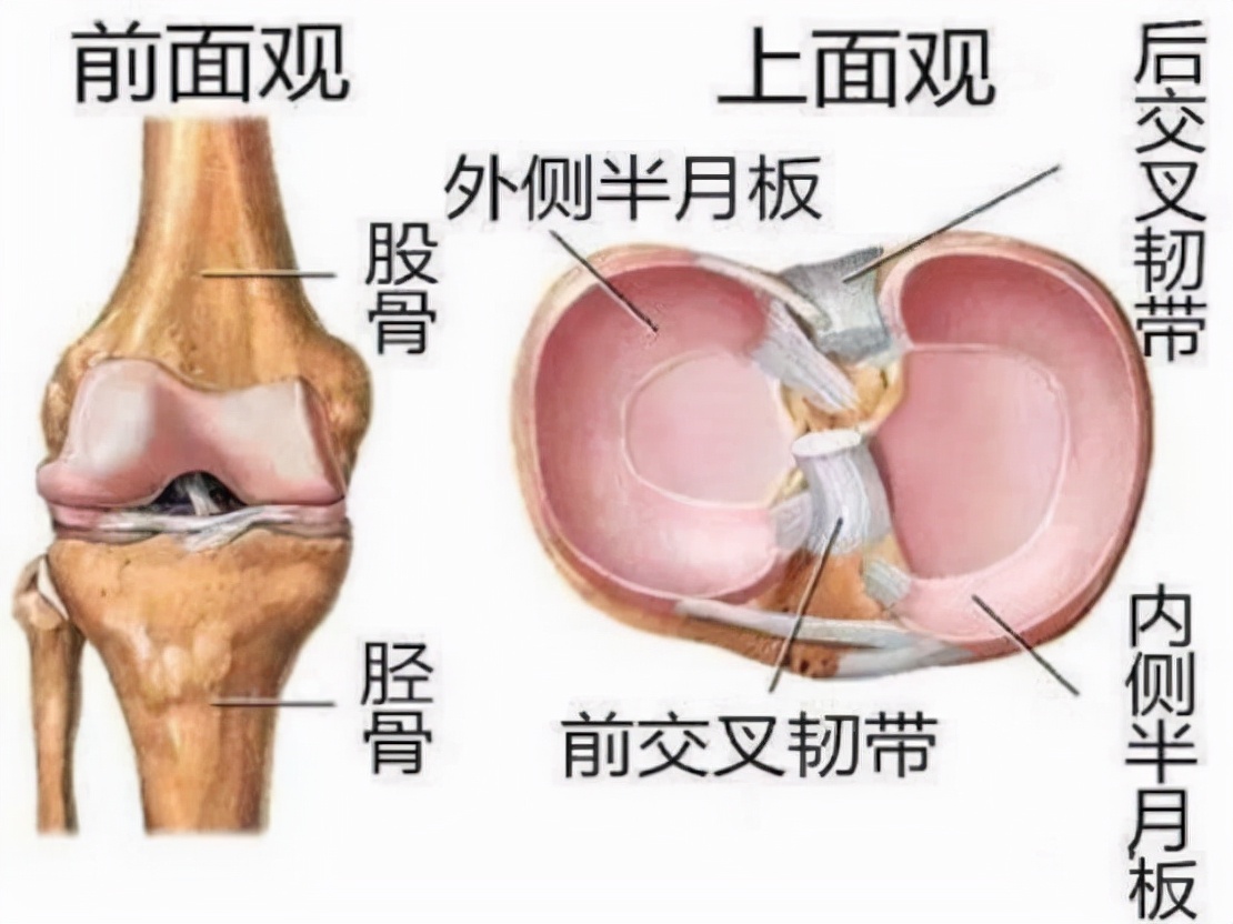 膝关节上面观图片