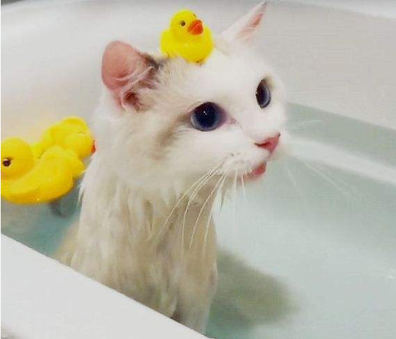 布偶猫洗澡篇:别让你的无知,害了它!
