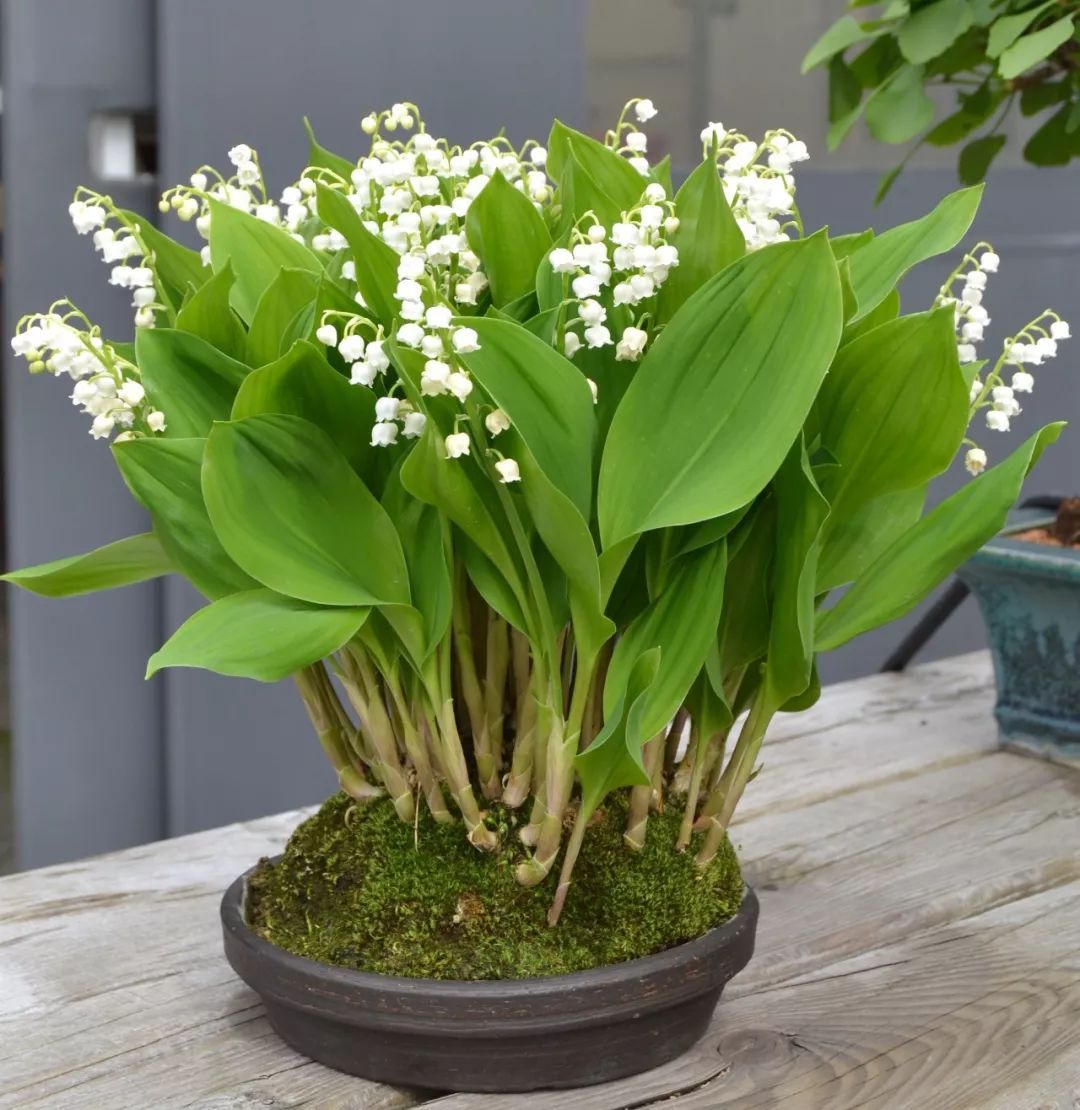 常见的10种"带毒花",想养还是小心些,羊吃了都"直抽抽"