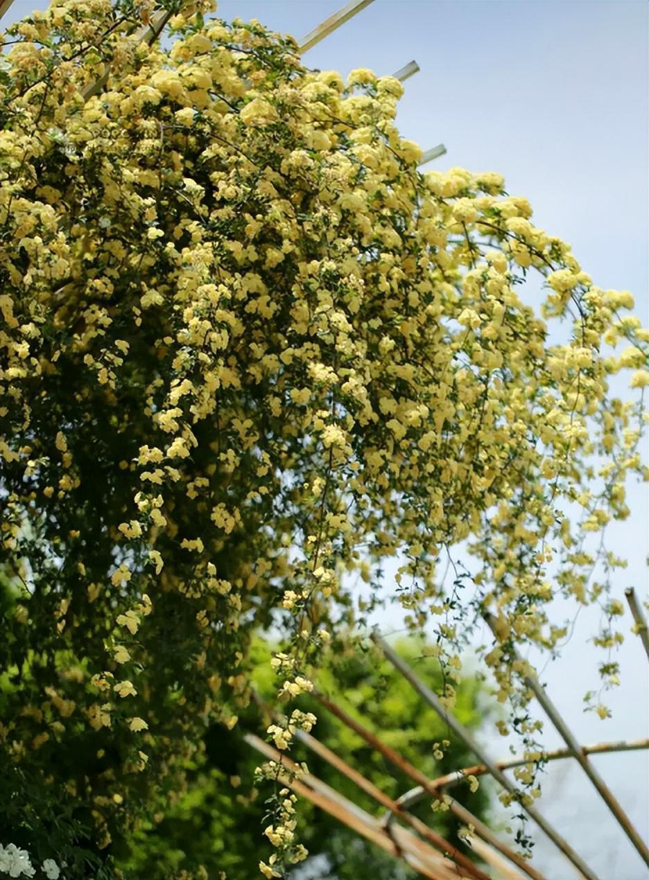 花卉霸主木香花