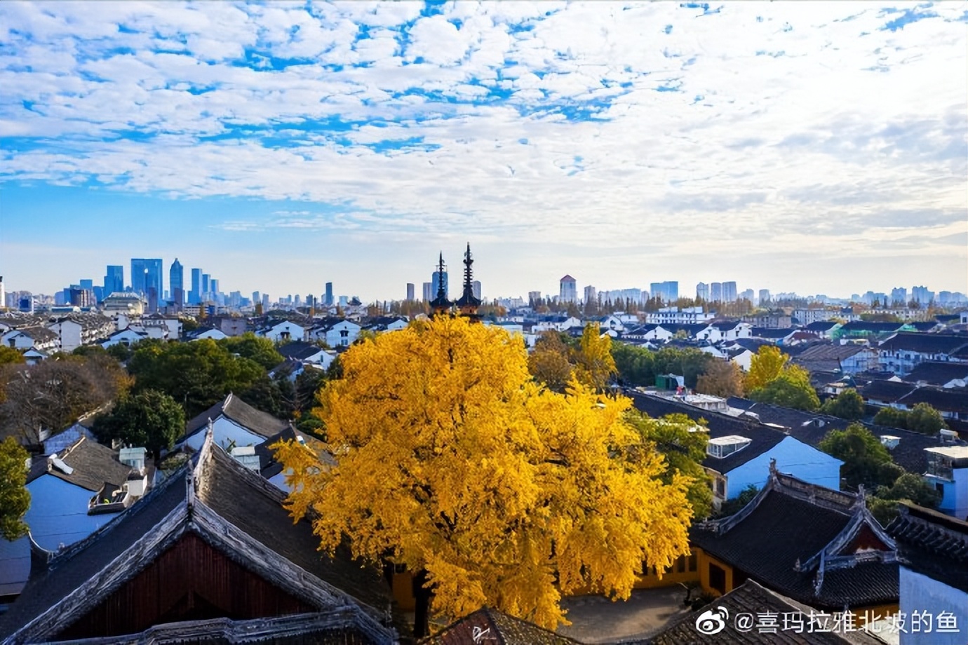 市井长巷,聚拢来是烟火,苏州定慧寺巷的银杏,总能惊艳岁月
