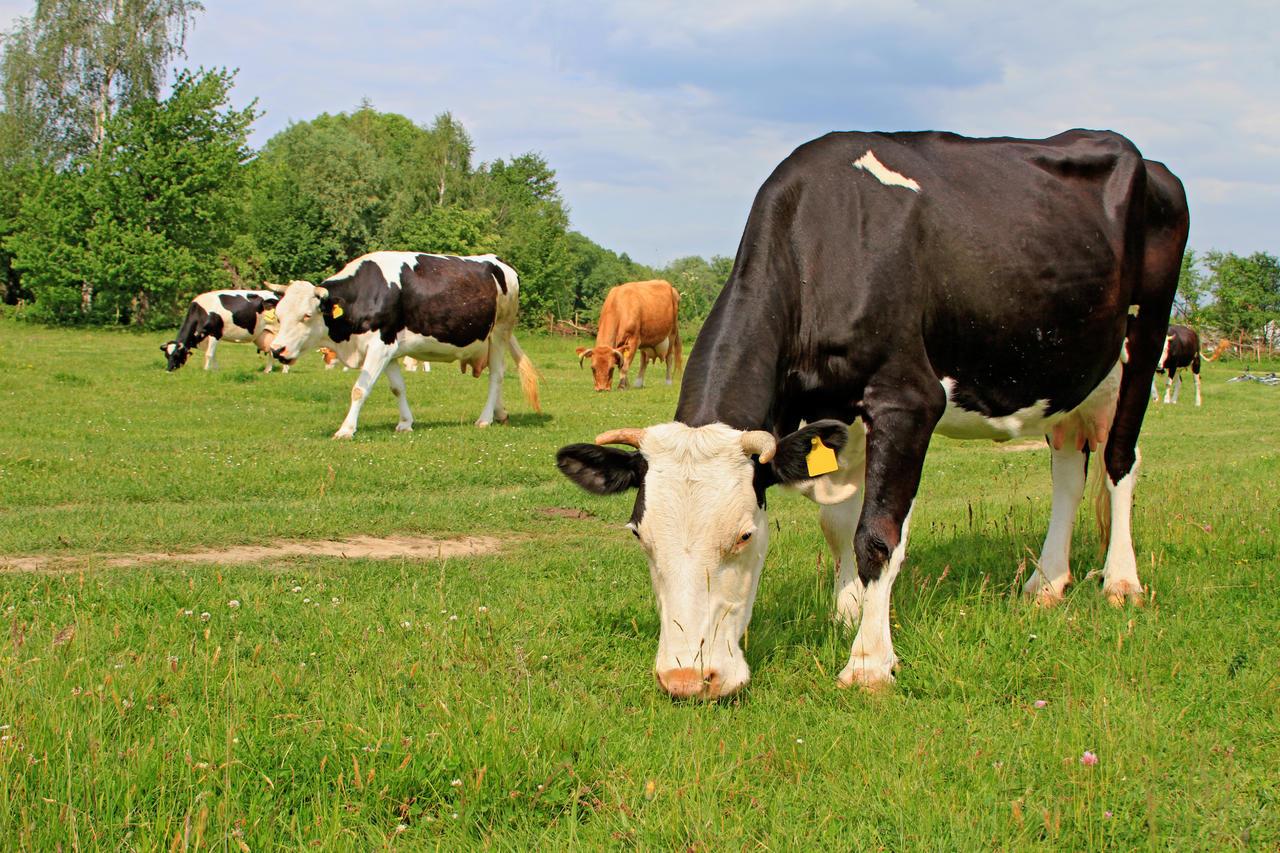 人为什么天天吃一样食物会腻,而食草动物天天吃草,却从来不腻?