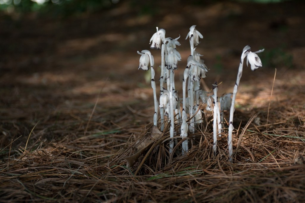 幽冥之花,水晶蘭:腐生植物?呵呵呵,我可比腐生