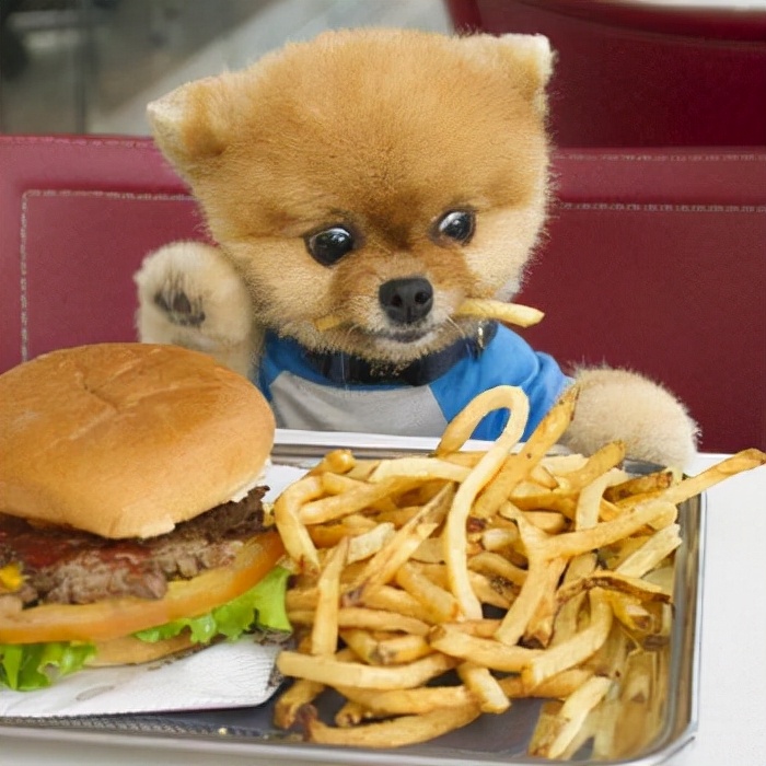 狗狗"挑食"其实是有原因的,这5点宠主别忽视