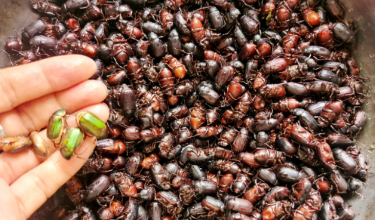 瞎撞是什么虫子?瞎撞子可以食用吗?