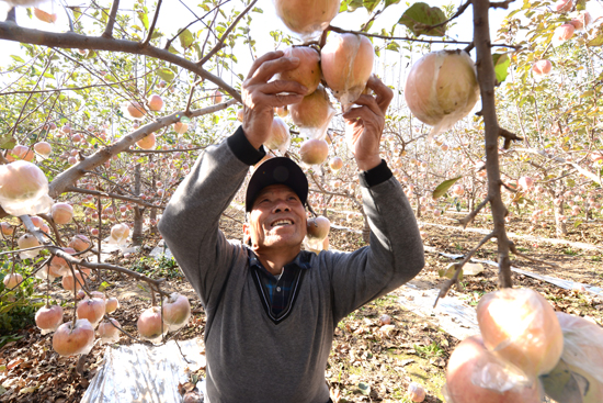 河南省中牟县宋广义邀您品尝黄河滩生态苹果