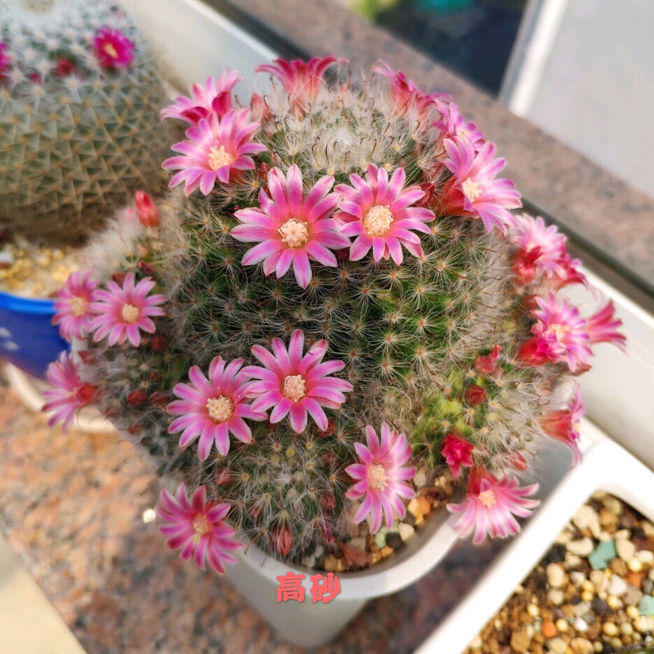 这款的仙人球的名字真好听,而且爱开花,喜欢养球的花友别错过
