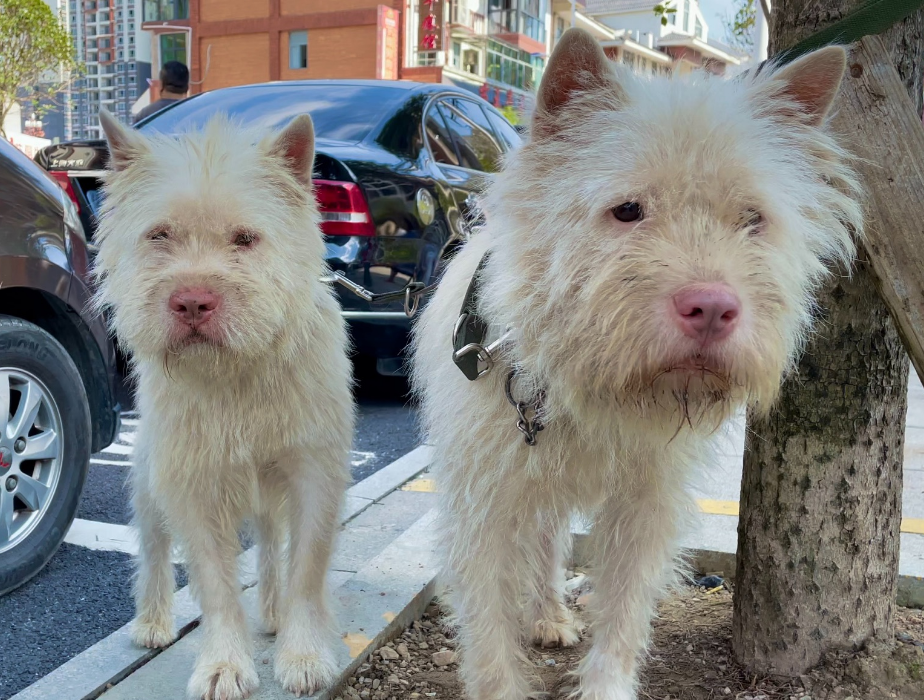 下司犬价格 纯种图片