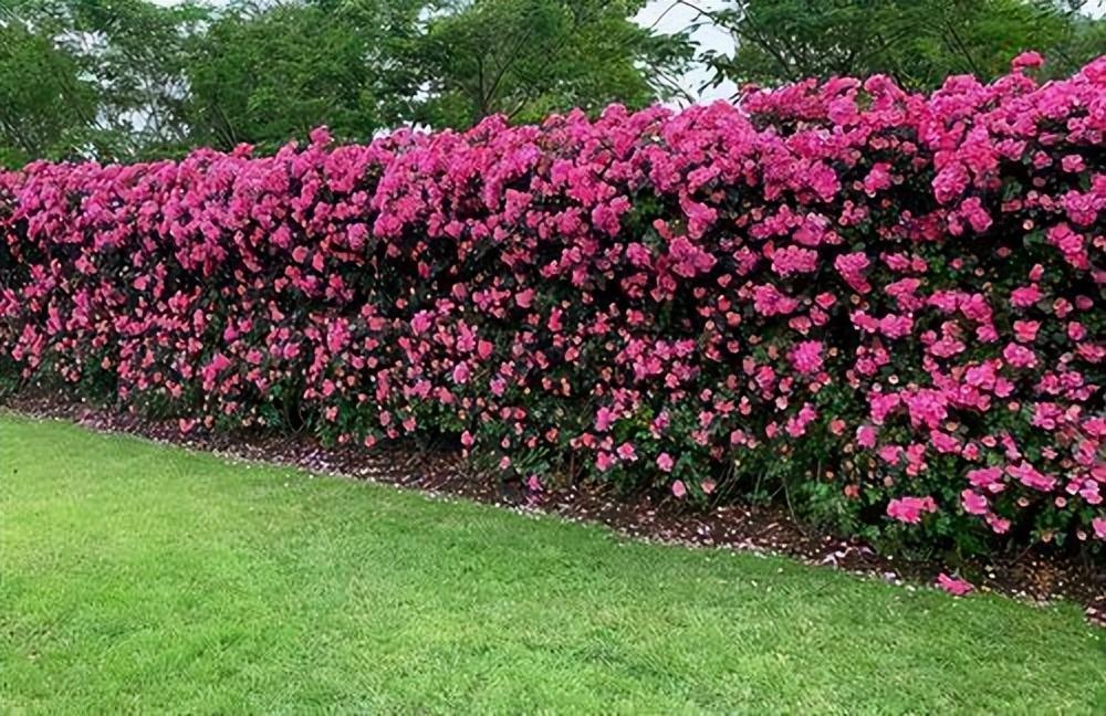 藤本月季——天使安吉拉,一年四季花开满墙!