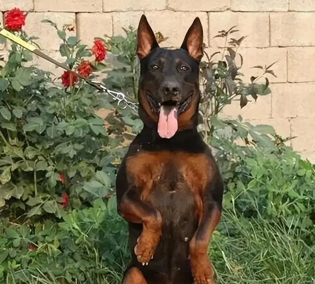 养狗,就养"莱州红犬",养了才知道有多香!