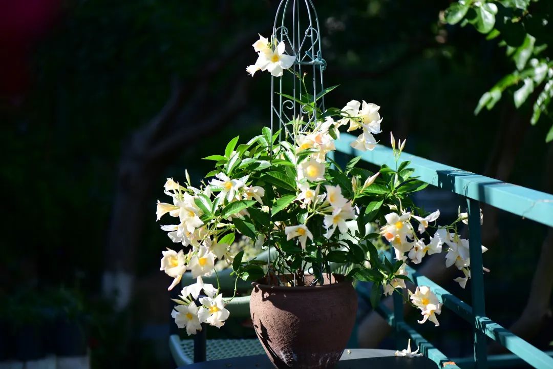 霸占c位的杏色飘香藤,种植笔记及详细攻略分享