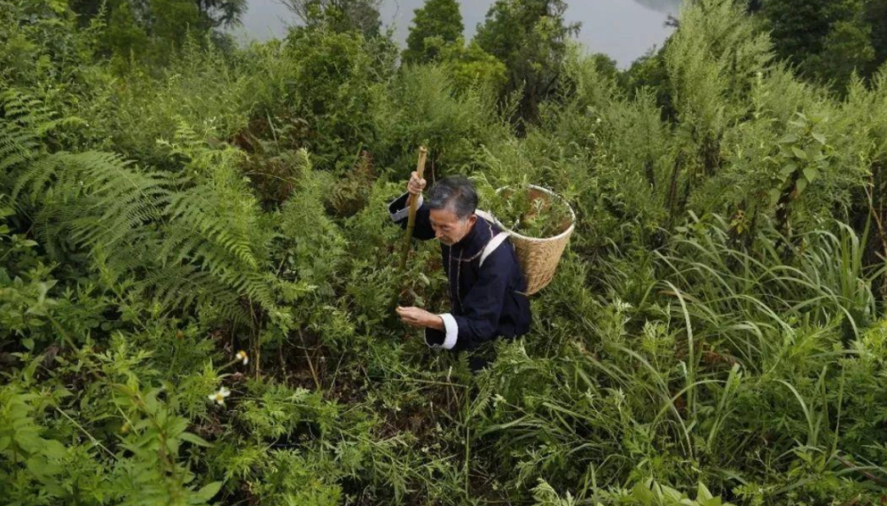 苗族采药老人图片