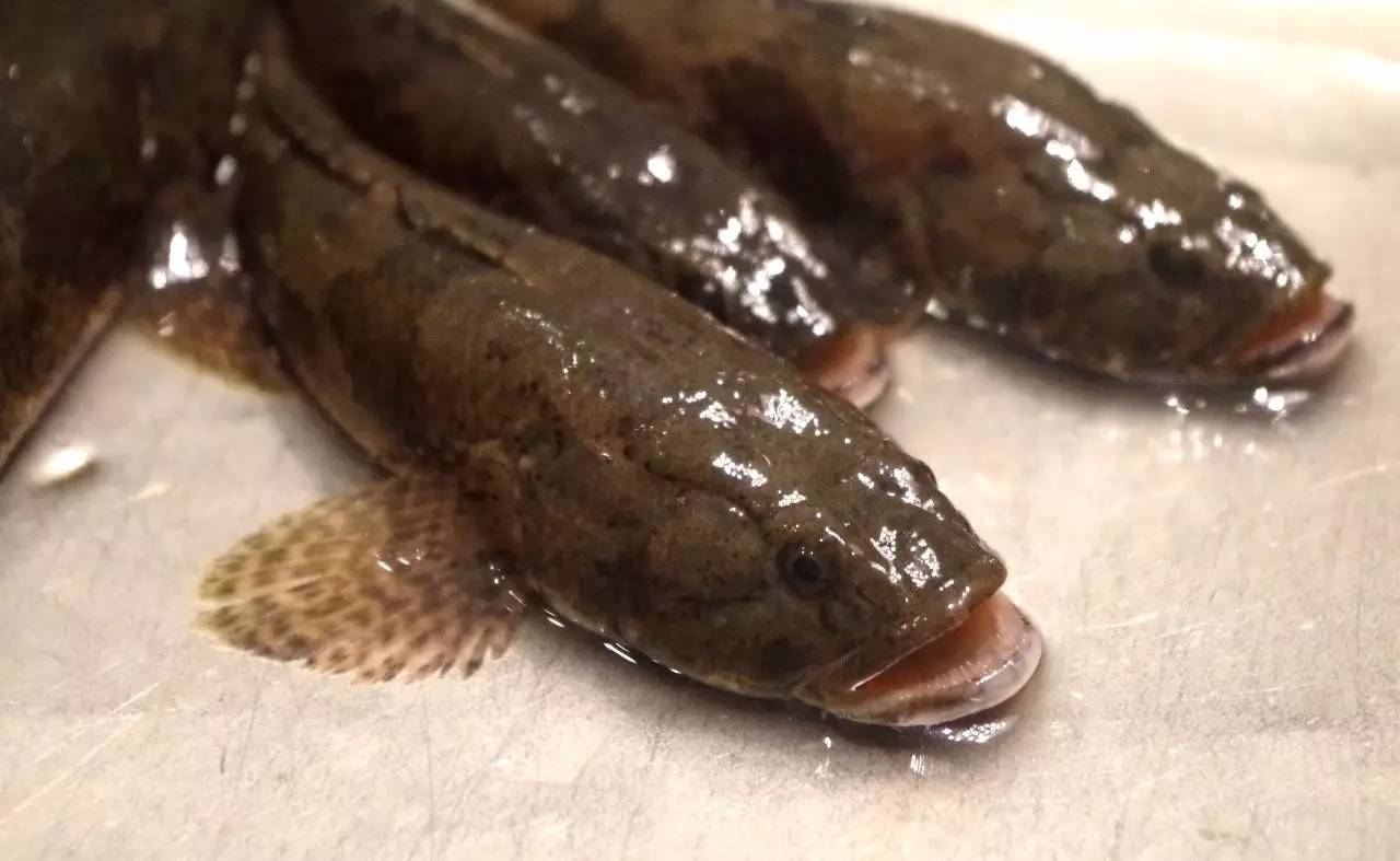 农村这6种河鲜正"消失",现今能吃到是福气,家乡还有的要珍惜