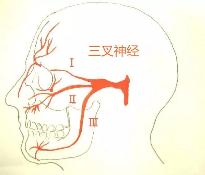 三叉神经位置图片图片