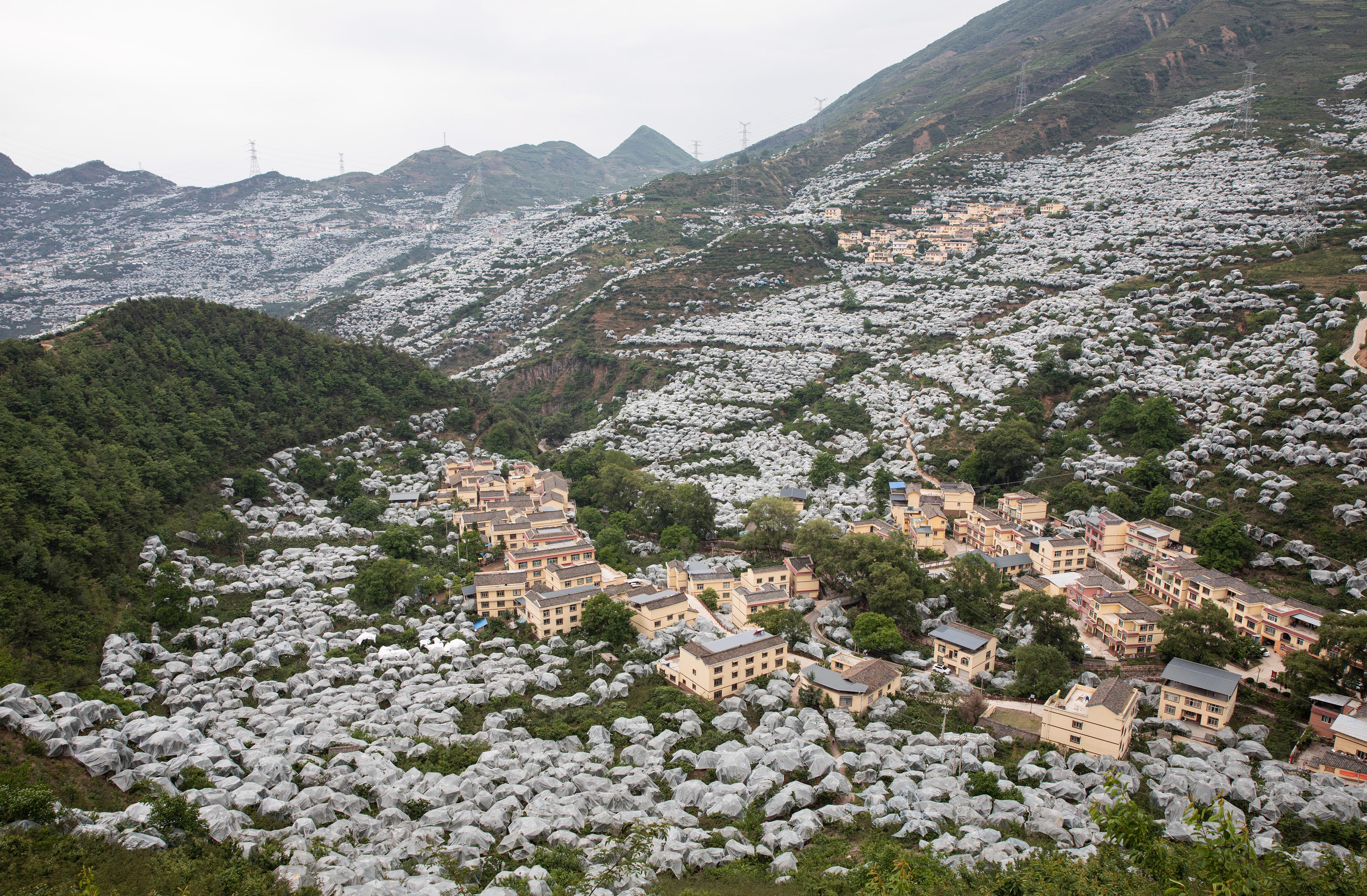 四川汉源:樱桃经济助推乡村振兴(8)
