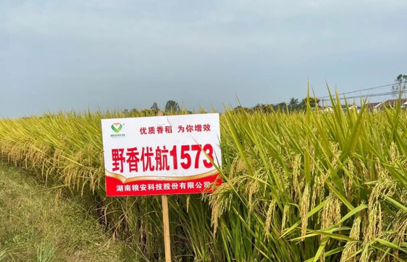 灾年考验显本色,野香优航1573被评为湖南"明星"品种