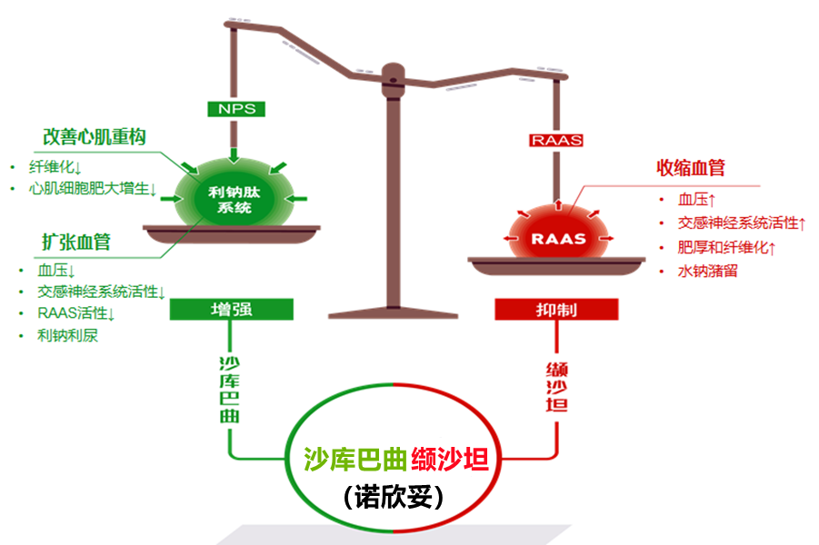 心衰了,用什么药治?从"金三角"进入了"新四联"