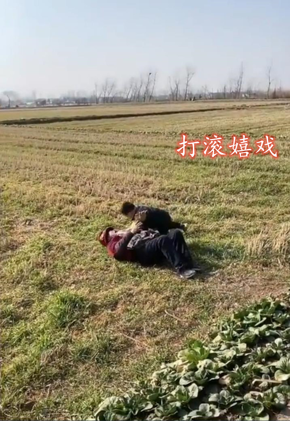 曾祖母带重孙在麦田里打滚嬉戏,这才是童年该有的样子,天伦之乐