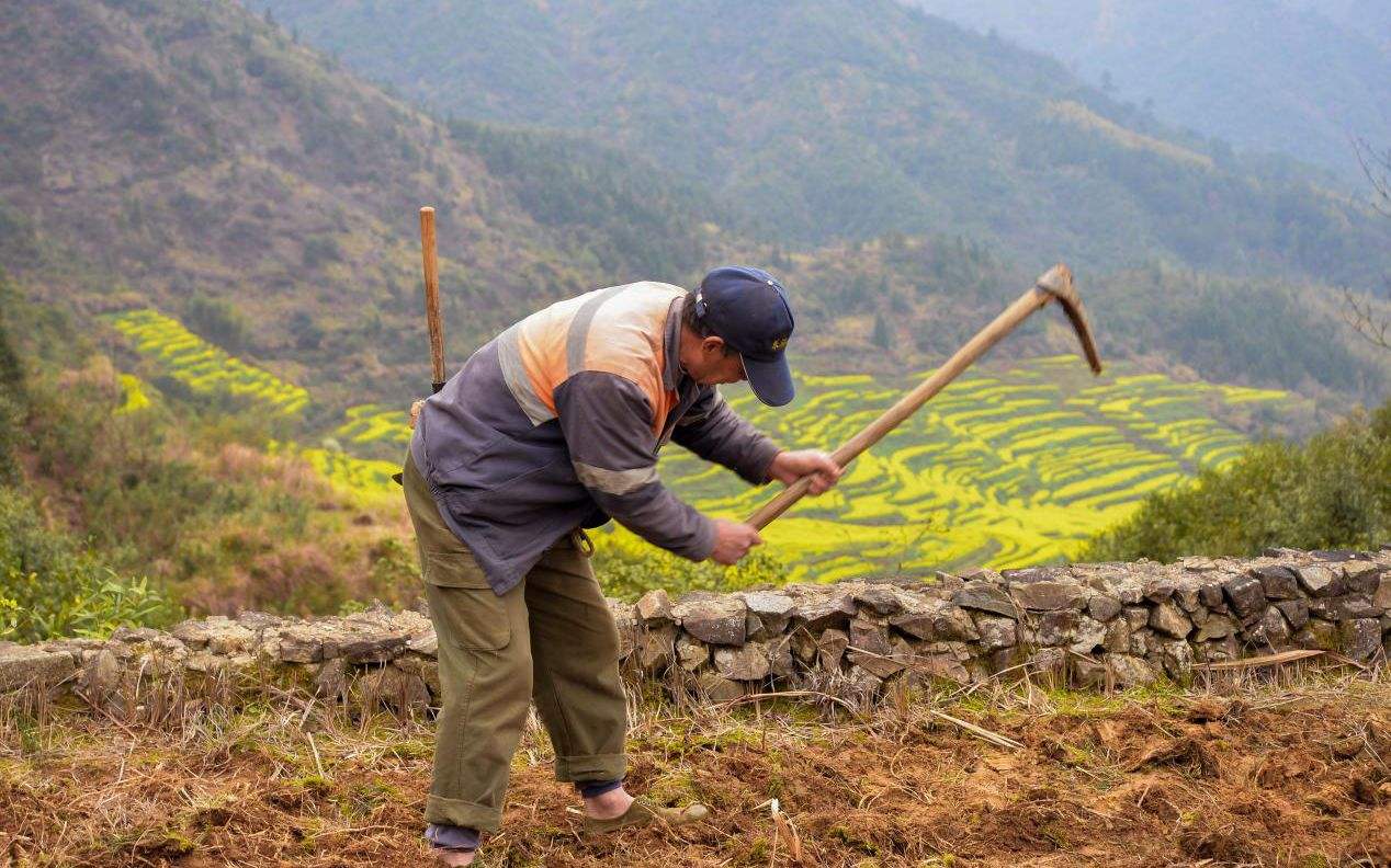 农民朋友注意了:土地将要"统一耕种"!以后不用种地也能拿钱?