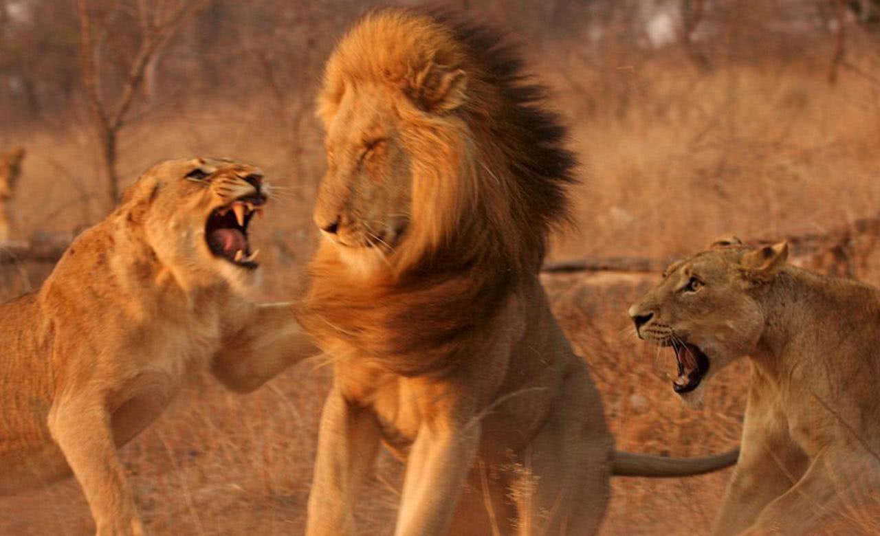 雄狮被6只雌狮疯狂撕咬,这是犯了什么错?下场这么惨