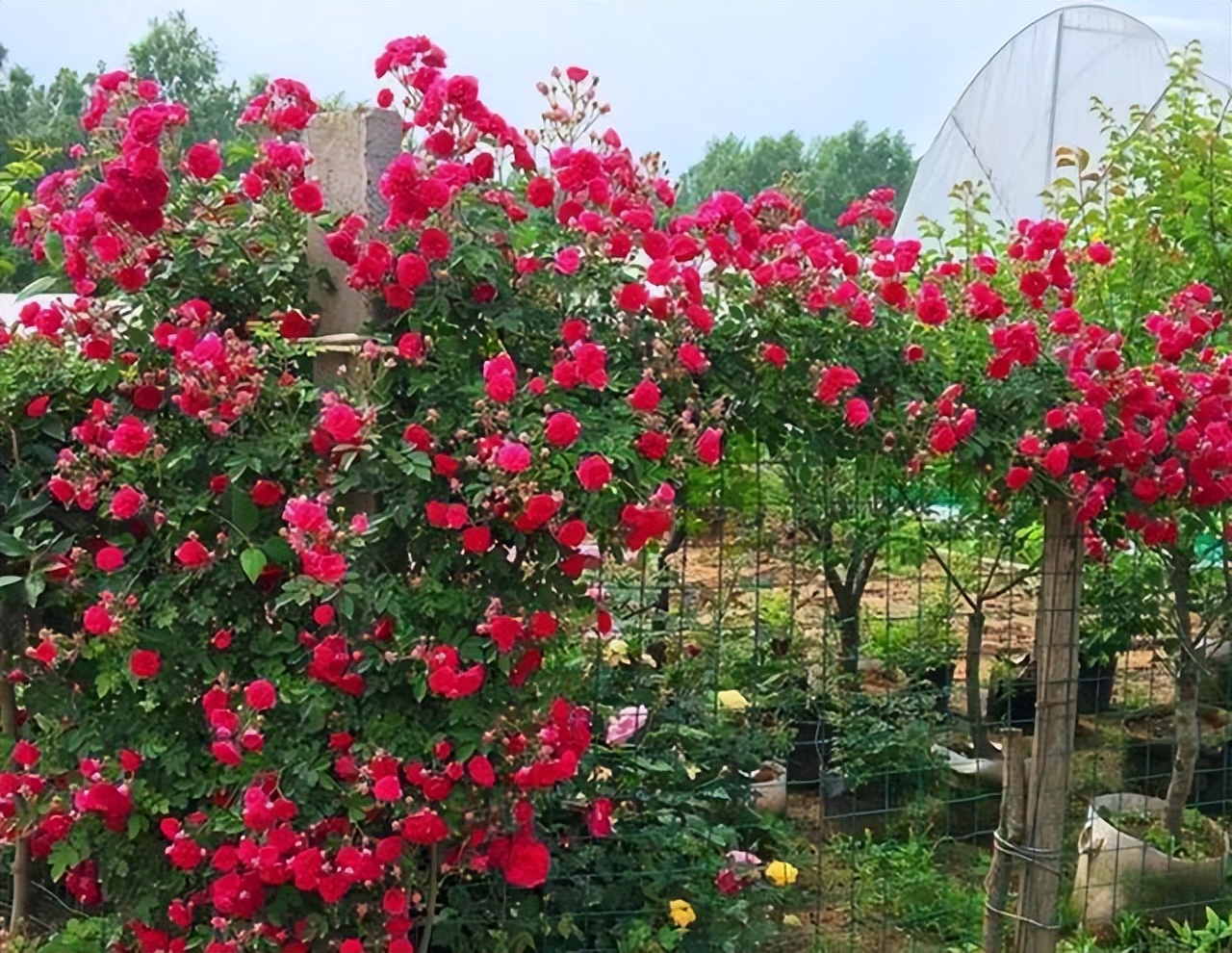 耐寒耐旱,好养易活且攀爬能力强的甜蜜红木香,值得种上一株