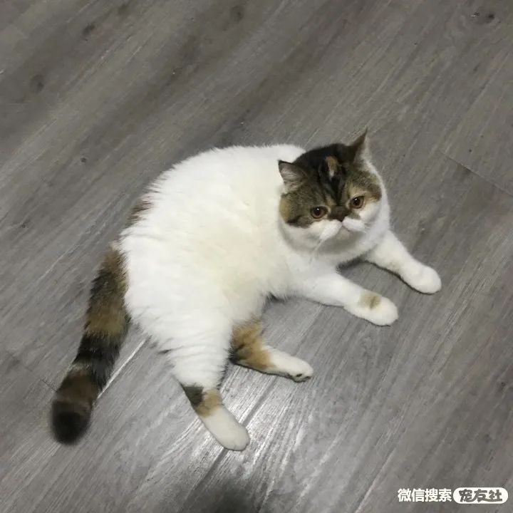 武汉宠物领养!3岁三色加菲母猫无偿领养,宠友社发布