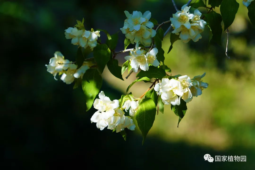 繁而不艳异众芳