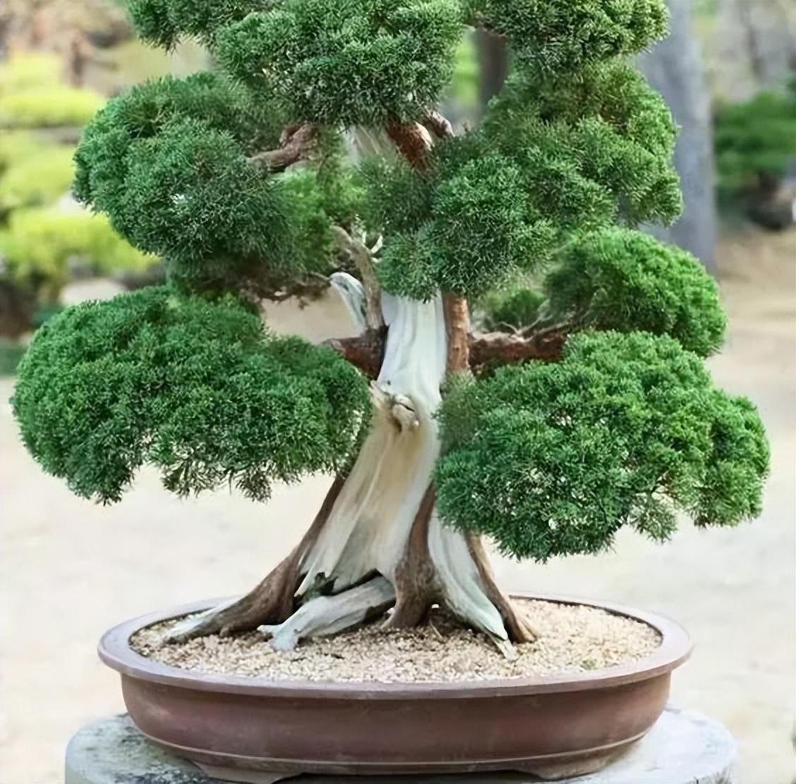 越养越值钱的植物!家里养上一棵罗汉松,寓意大富大贵