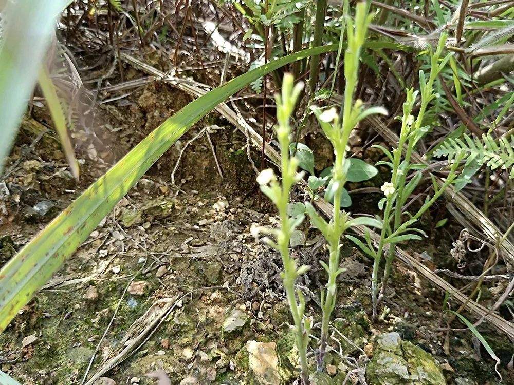 它被称作"草中黄金",外形极其普通,在野外看到了一定要珍惜!