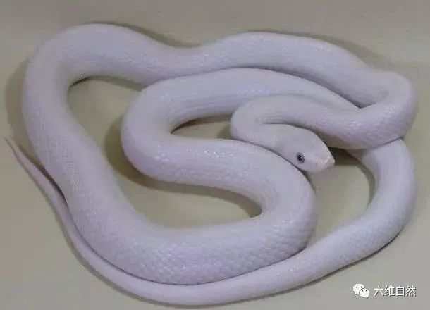 扬州一户白色的蛇从天花板掉下,网友:白娘子?是外来物种白娘娘