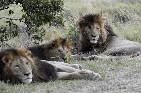 狮王刀疤:狮群称王达9年,同时控制5个狮群,一生为王,终得善终