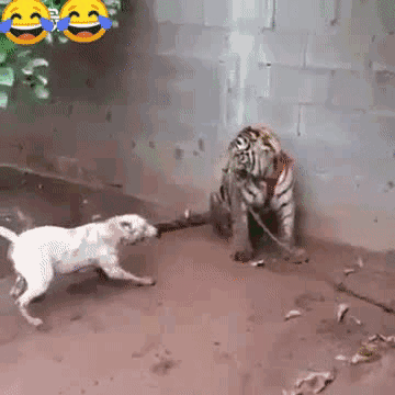 虎落平阳也不会被犬欺,狗子你想多了