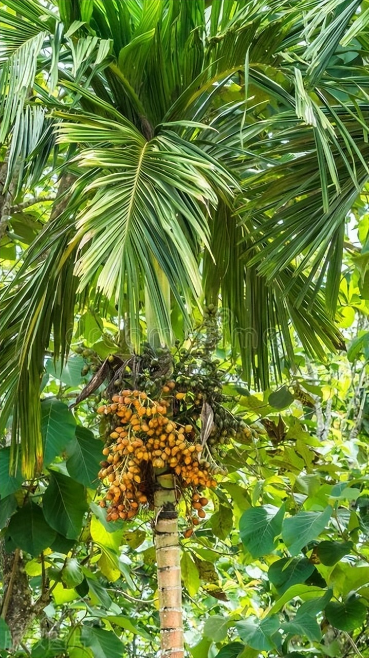 海南岛常见植物品种,出生在北方的你,有认识的吗?