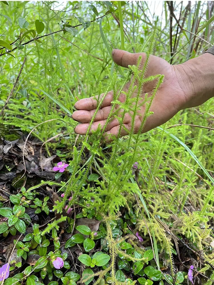一种毛茸茸的伸筋草,它号称风湿草,用来煮水解决中老年人的烦恼