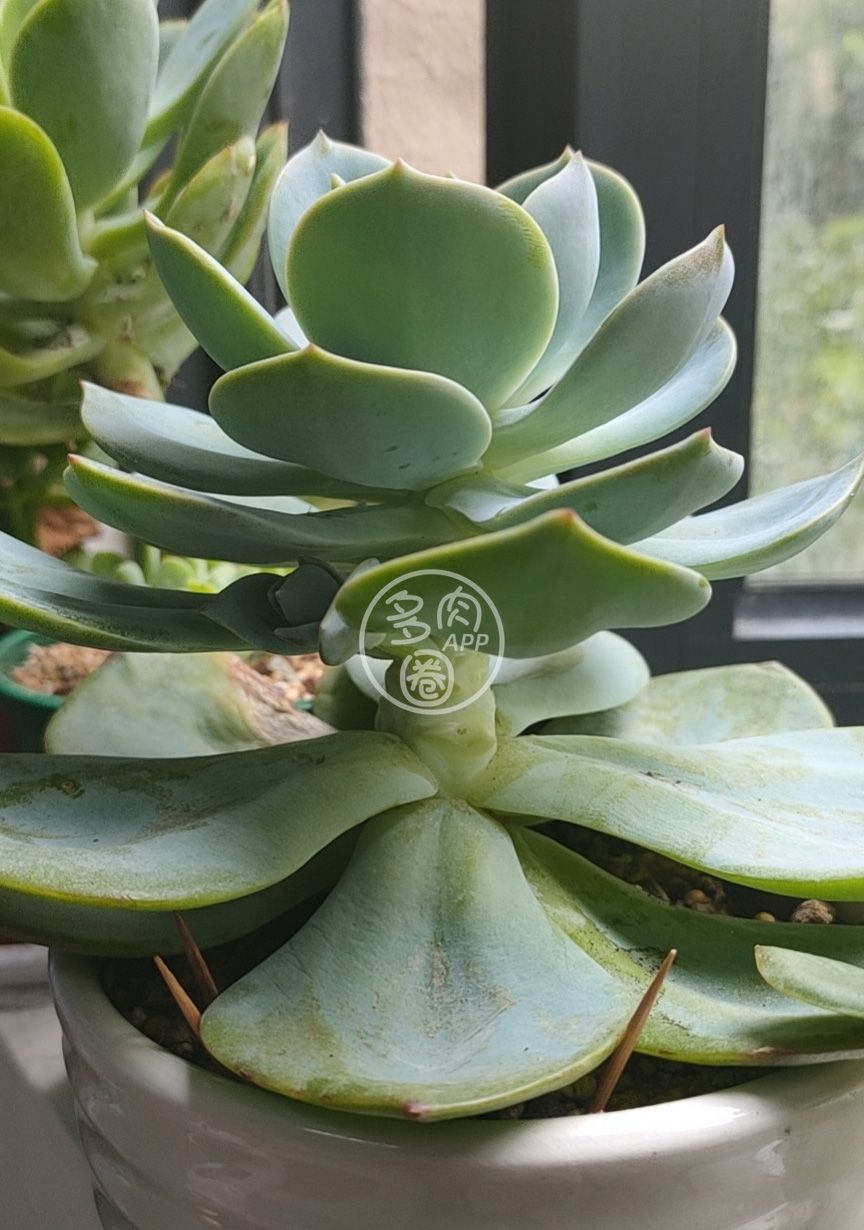 多肉白凤砍头繁殖正确姿势!你get到了吗?