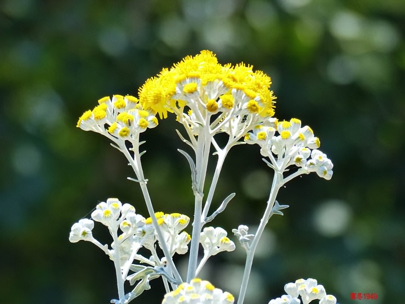 菊科植物是个大家庭,有几万种,看看这40种里有没有你见过的它
