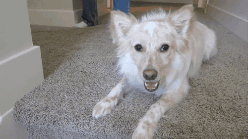 狗狗髋关节发育不良?多数是遗传,这五种狗狗更容易中招