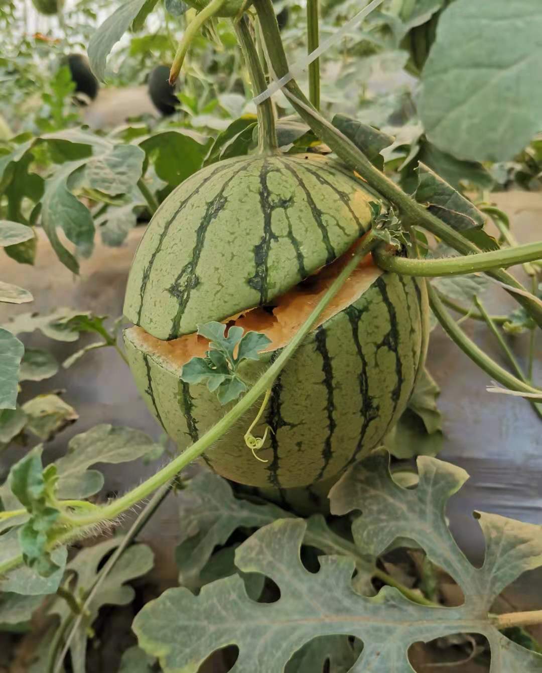 种植西瓜,为何会裂瓜,是什么原因?有哪些预防措施?