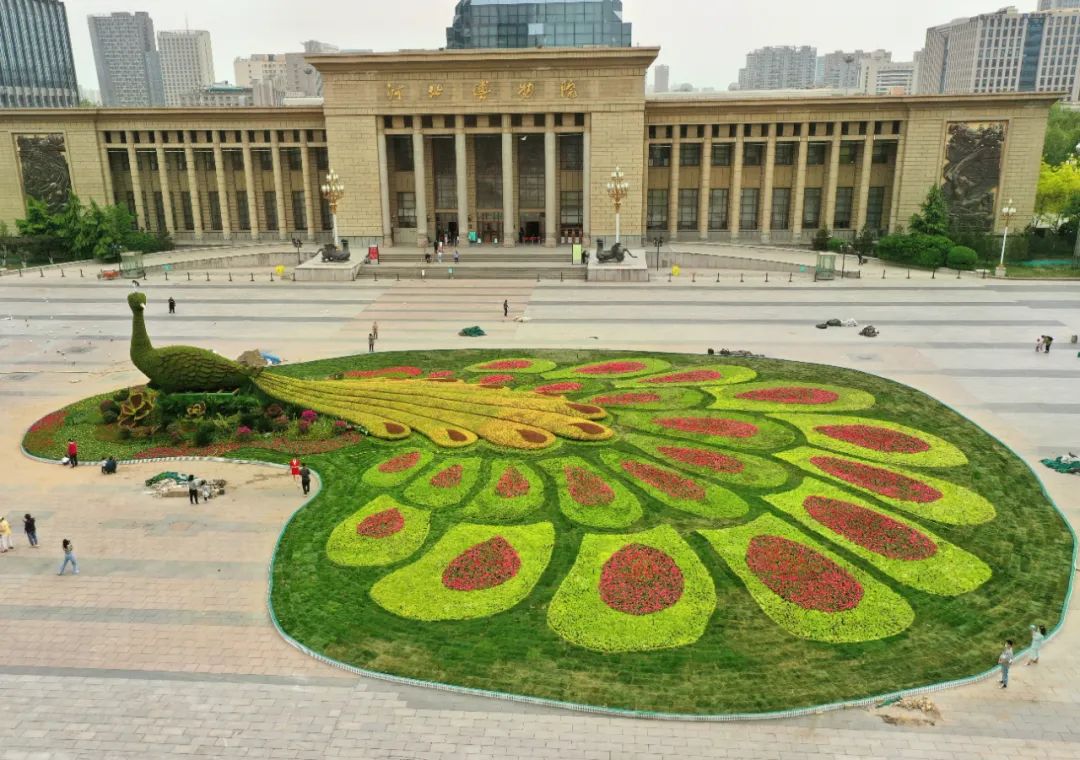 惊艳!巨型孔雀造型花坛亮相石家庄!