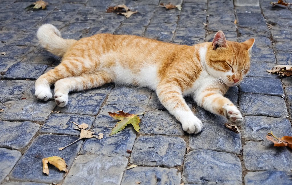 为什么家猫被抛弃,就相当于"送死"?原因让人心酸