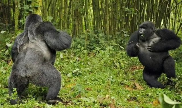 大猩猩的领地意识有多强?遇到其他动物闯入领地会怎么样?