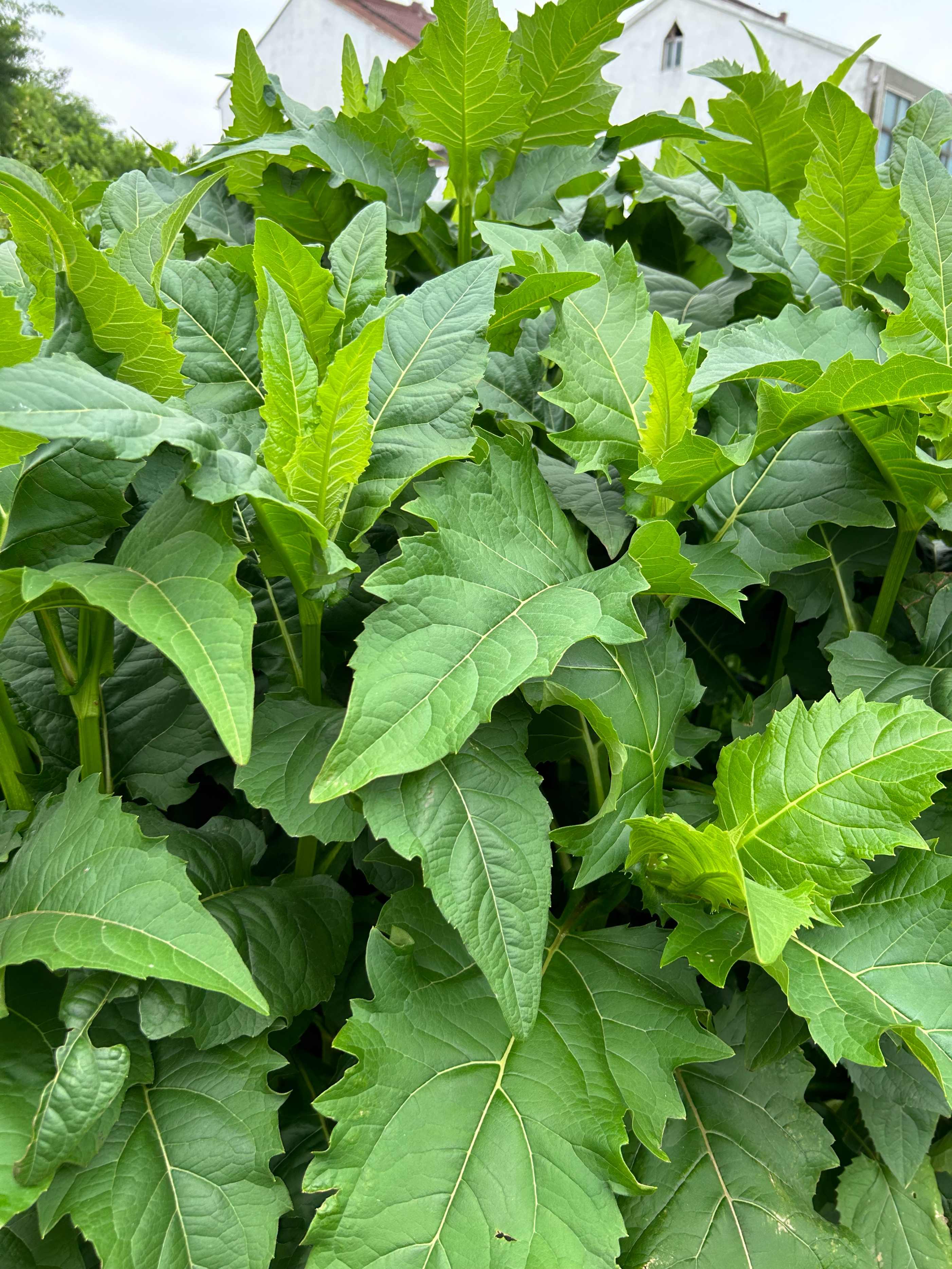 耐寒,高蛋白的牧草,串叶松香草多年生,抗寒-37度,可收割15年