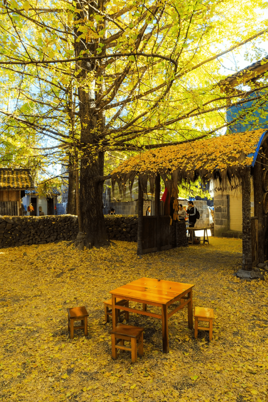 腾冲银杏村 推荐指数:★★★★★ 云南腾冲的银杏村闻名远近,两千多亩