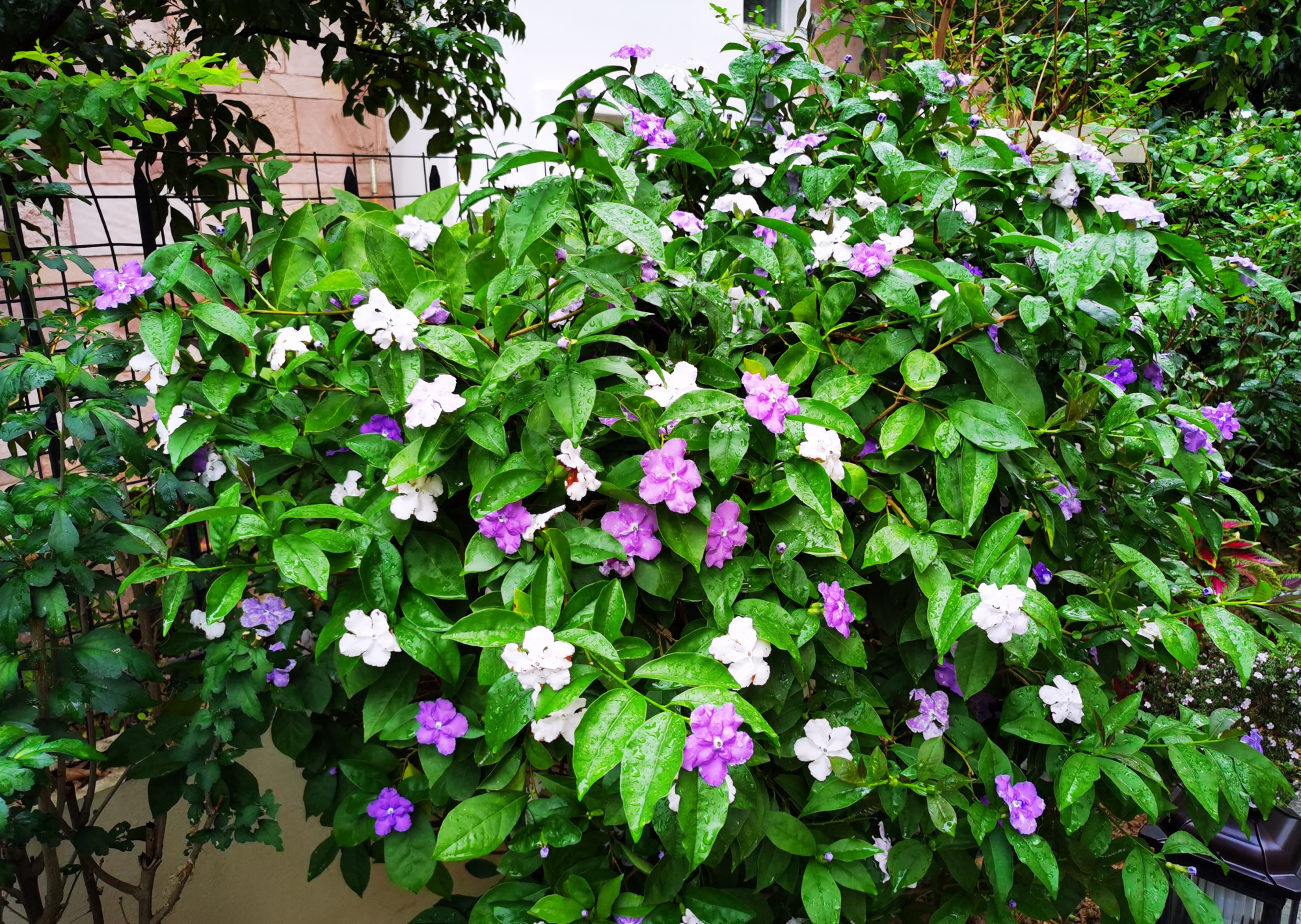 阳台养花,养棵"双色茉莉",三季有花看,赏花又闻香,还很好养