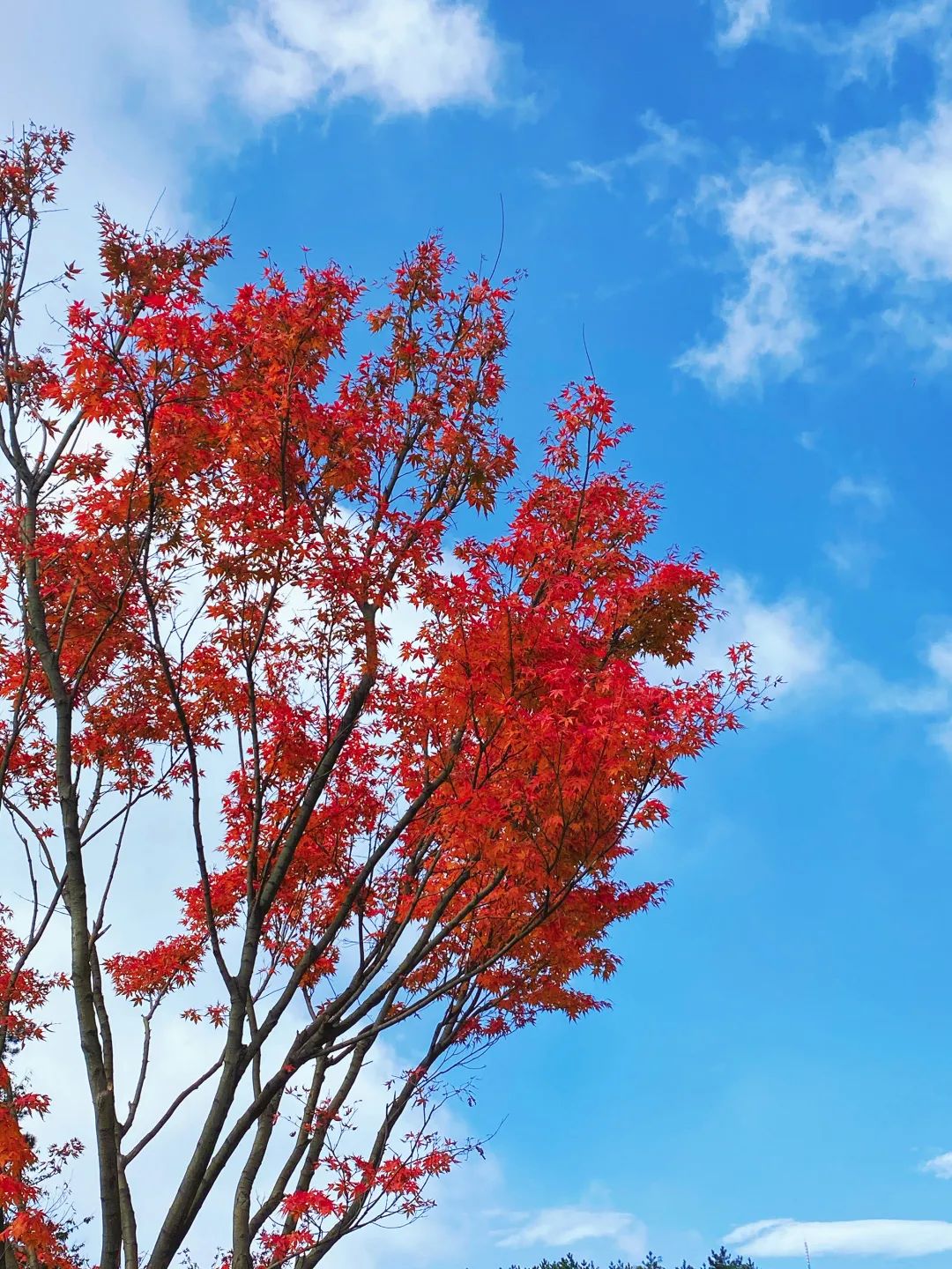 你们都在找的秋日红枫,原来在这里哟!