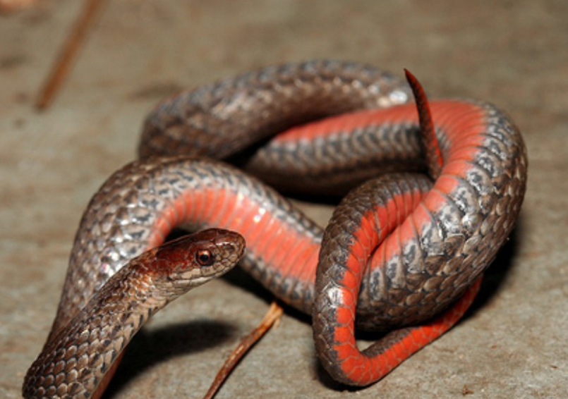 全球十大最毒动物排名