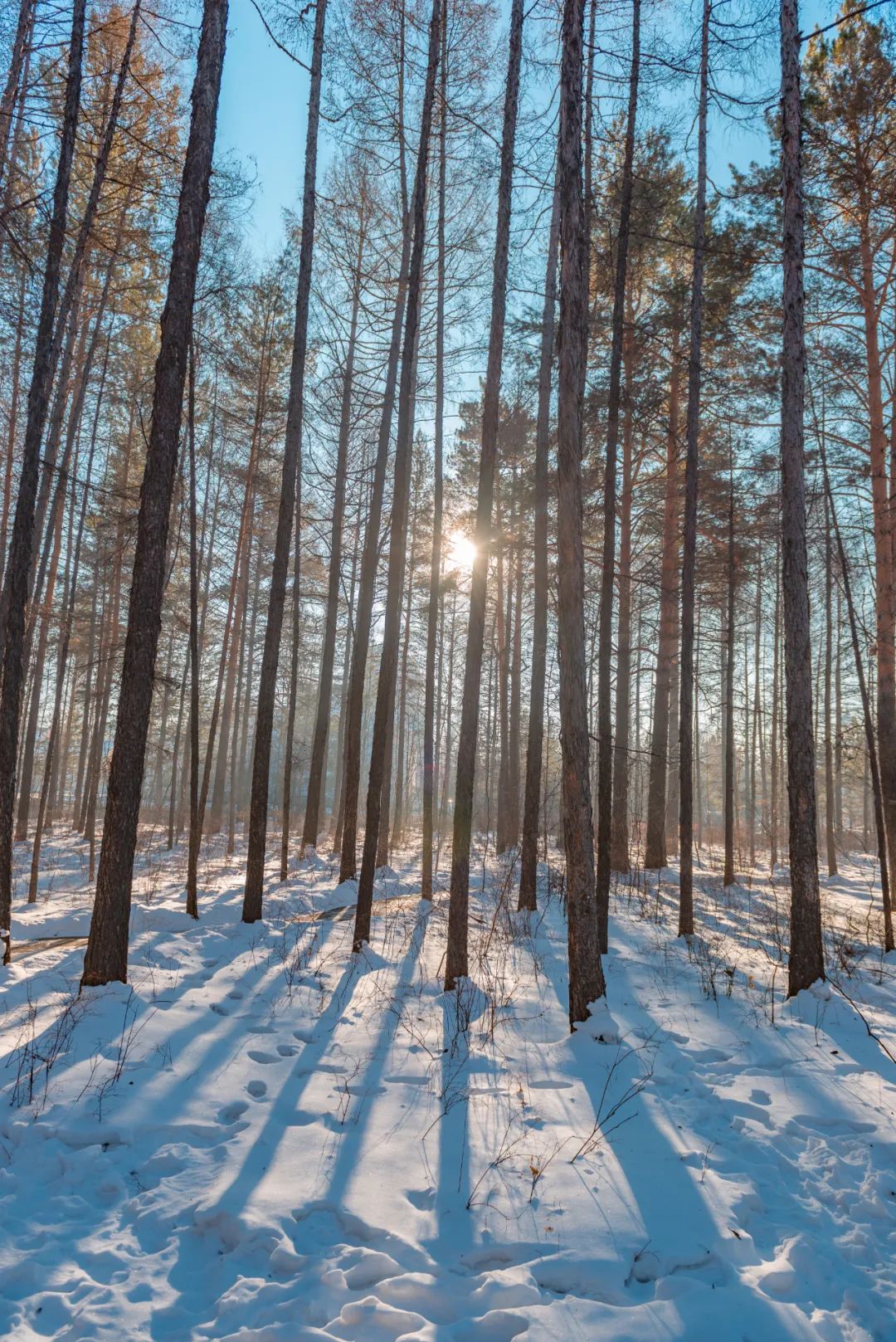当芬兰童话遇见北欧森林:零下40℃的中国"北极",太爱了!