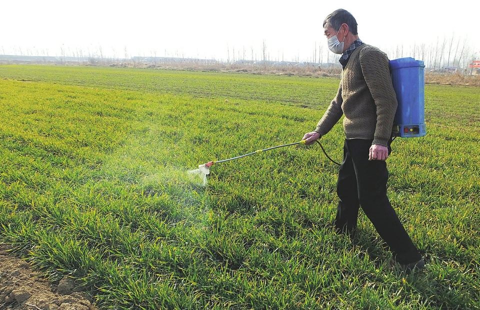 在小麦喷洒除草剂时,配合叶面肥是否能达到较好的除草效果?