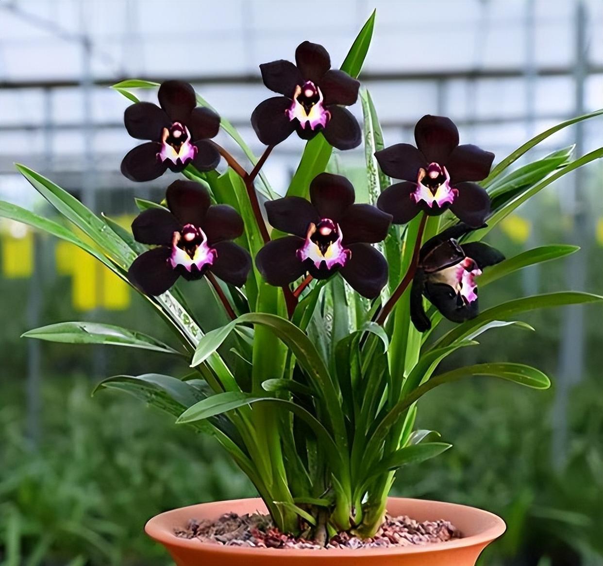 此款"黑色"兰花,极具神秘感,兰香清新,叶姿俊美,很值得拥有