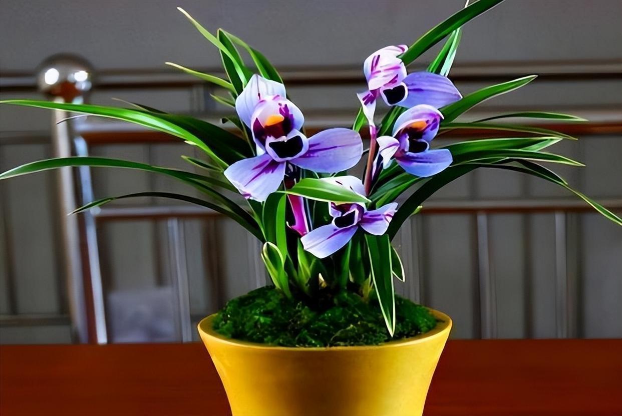 浪漫梦幻的紫色兰花,香气迷人,花姿典雅,值得兰友们居家养护